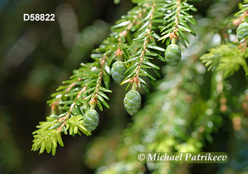 Eastern Hemlock (Tsuga canadensis)